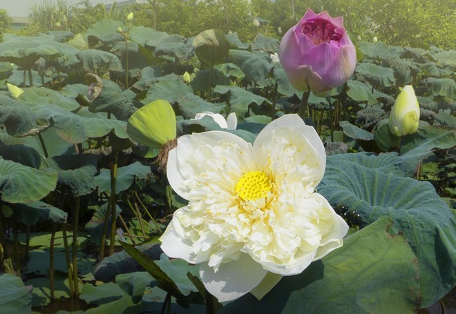 Colourful lotus pond in the suburbs of Hanoi - ảnh 10